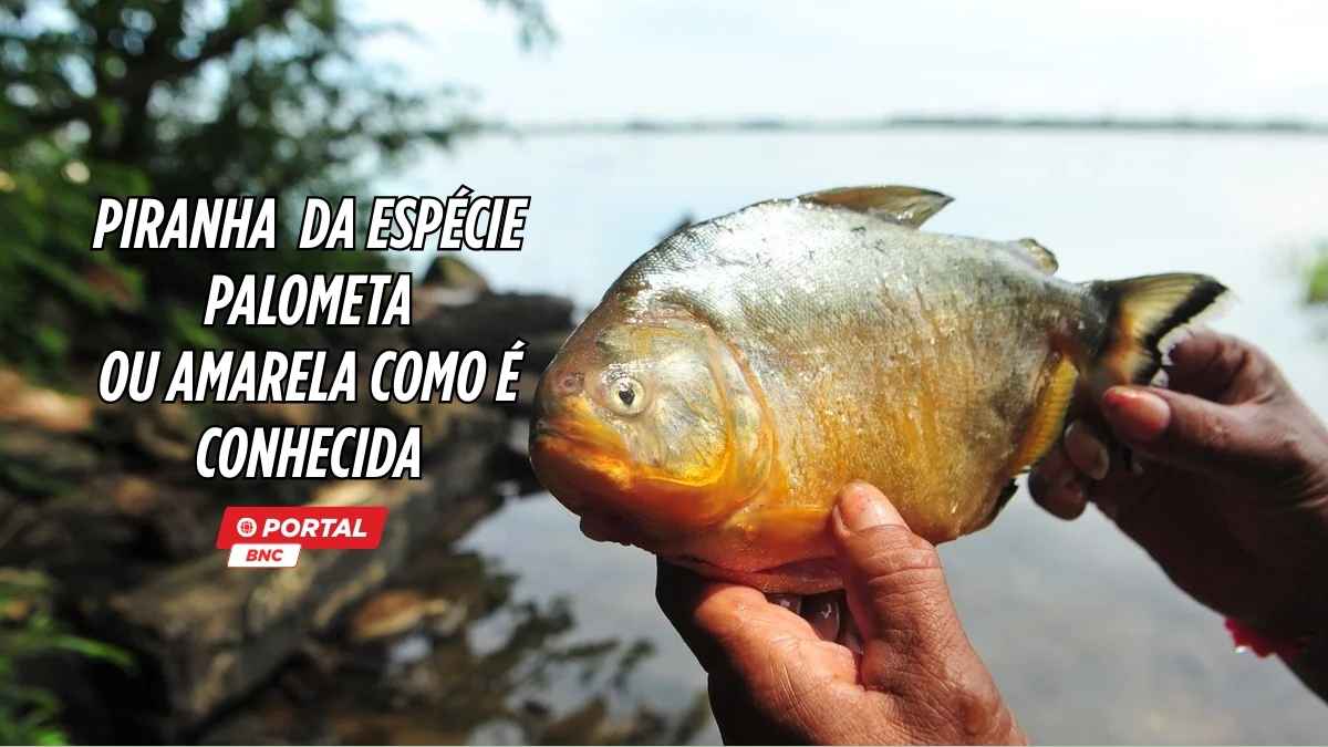 Piranha da espécie Palometa é encontrada no arroio Pelotas