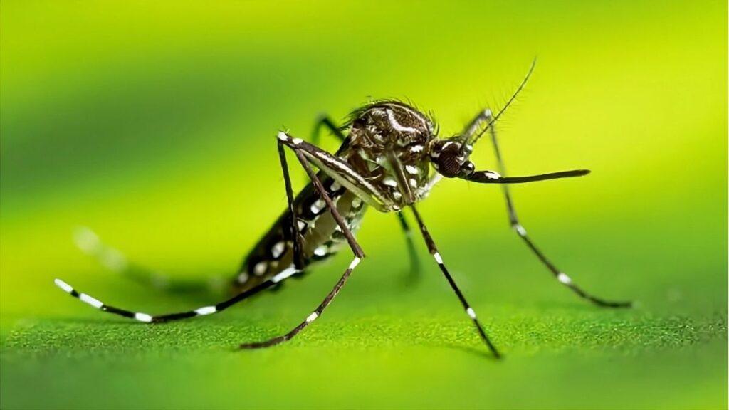 Prefeitura intensifica ações de combate ao Mosquito da Dengue em Pelotasotas